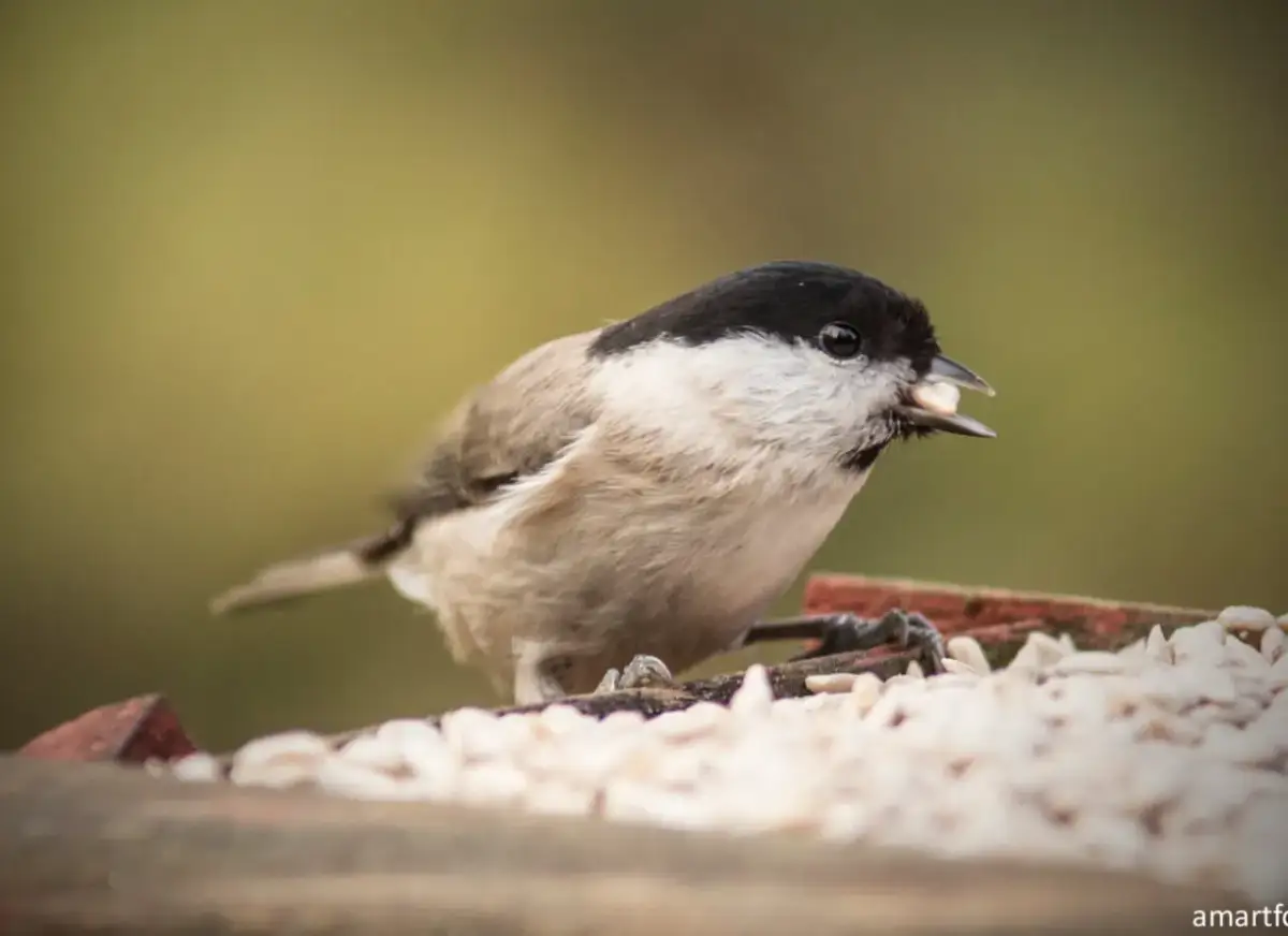Czy siemię lniane jest bezpieczne dla ptaków? Poradnik