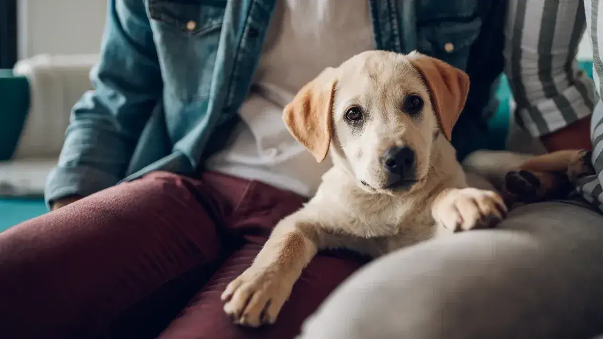 Szczeniak idealny? Skuteczna tresura krok po kroku bez kar!