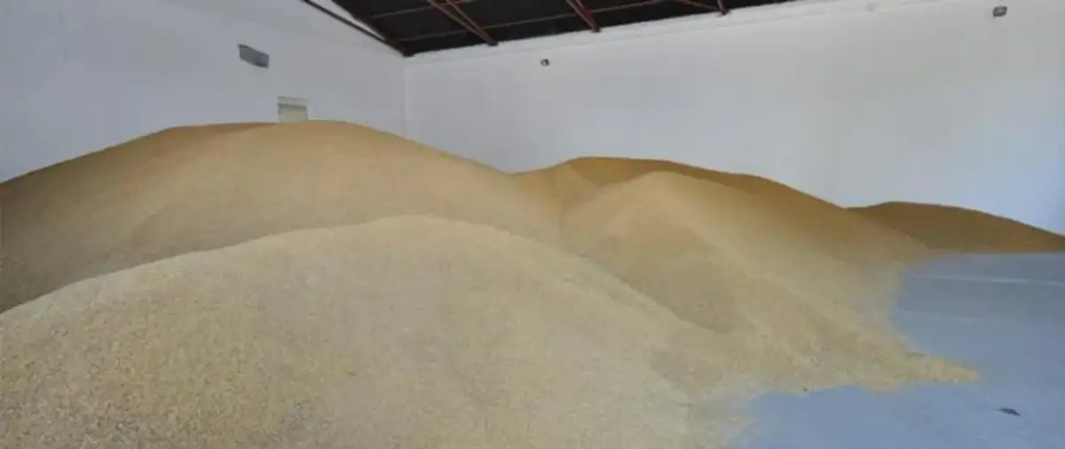 Od kiedy można składać wnioski o dopłaty do zboża i nie przegapić szansy