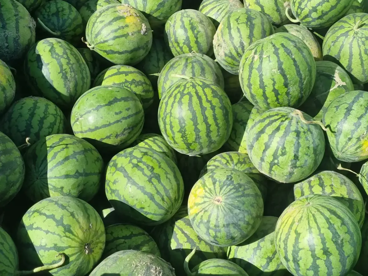 Kiedy jest sezon na arbuzy? Sprawdź, kiedy są najsmaczniejsze!