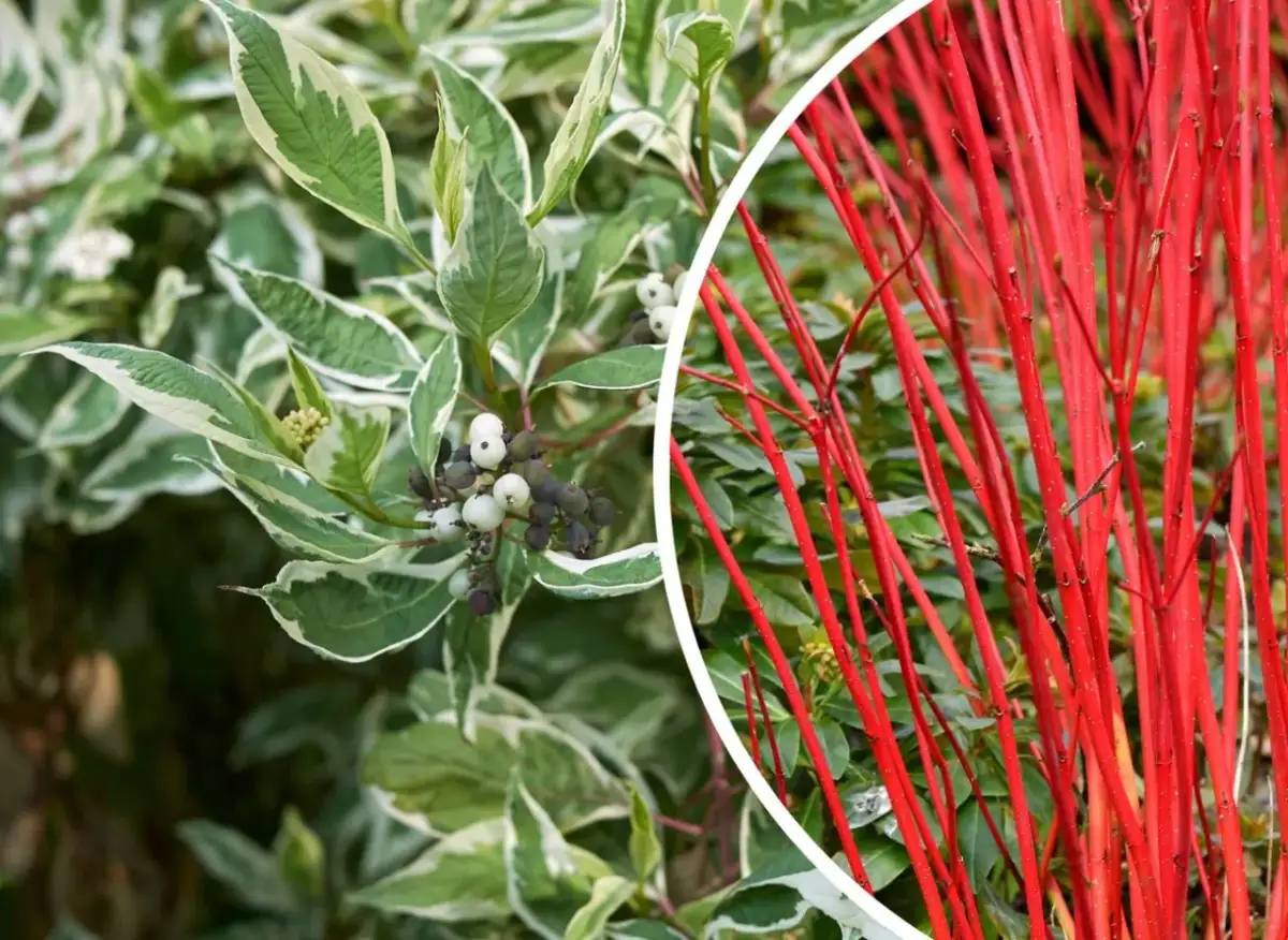 Jak gęsto sadzić dereń na żywopłot, aby uniknąć błędów w pielęgnacji