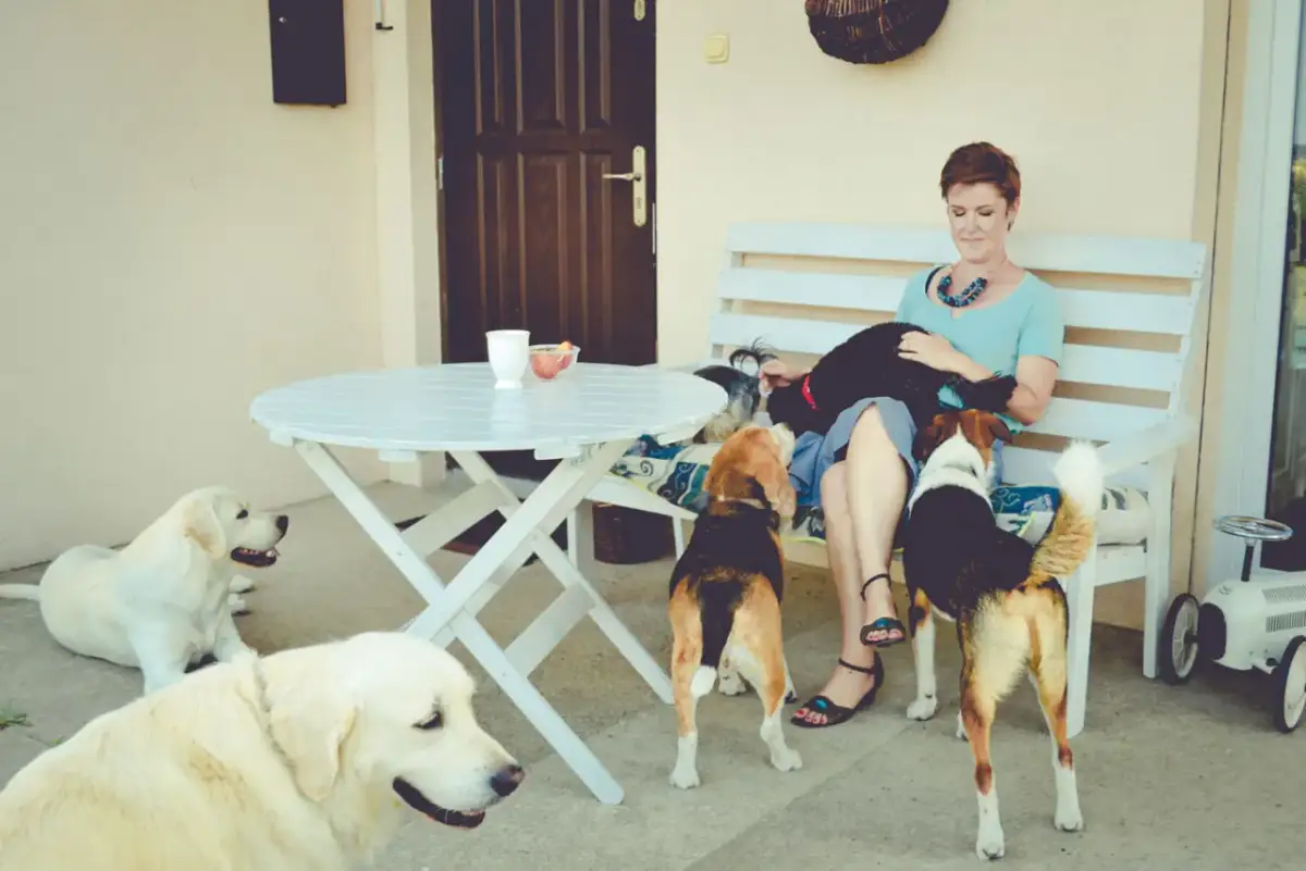 Ile kosztuje psi hotel? Poznaj ceny i ukryte koszty pobytu