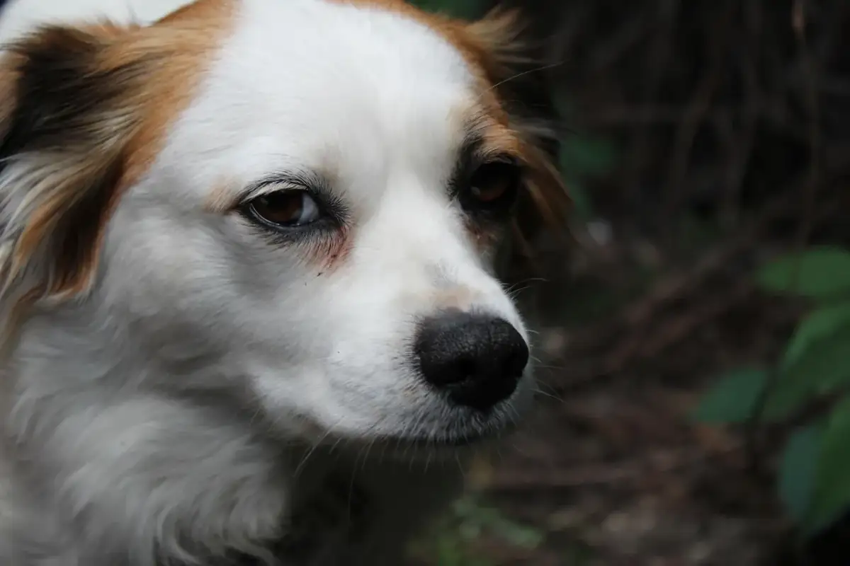 Ile kosztuje kremacja psa w Poznaniu? Ceny i ważne informacje