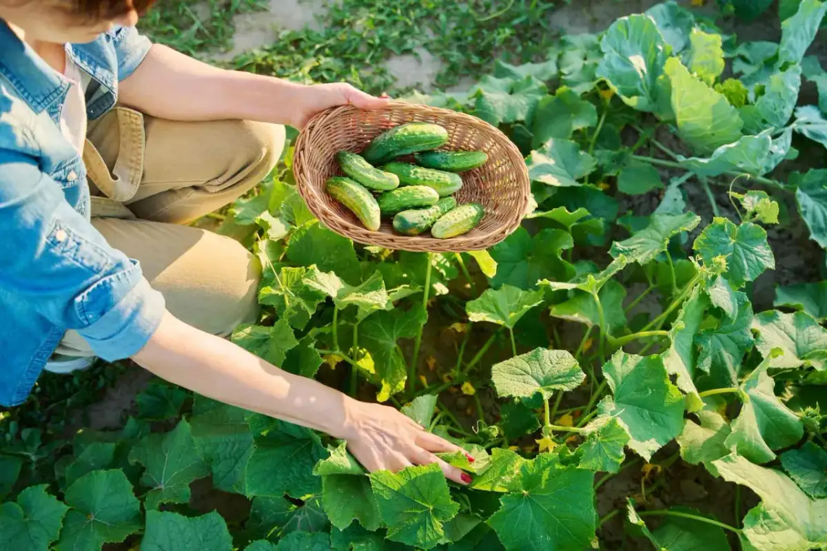 Osoba zbiera świeże ogórki do wiklinowego koszyka w ogrodzie.