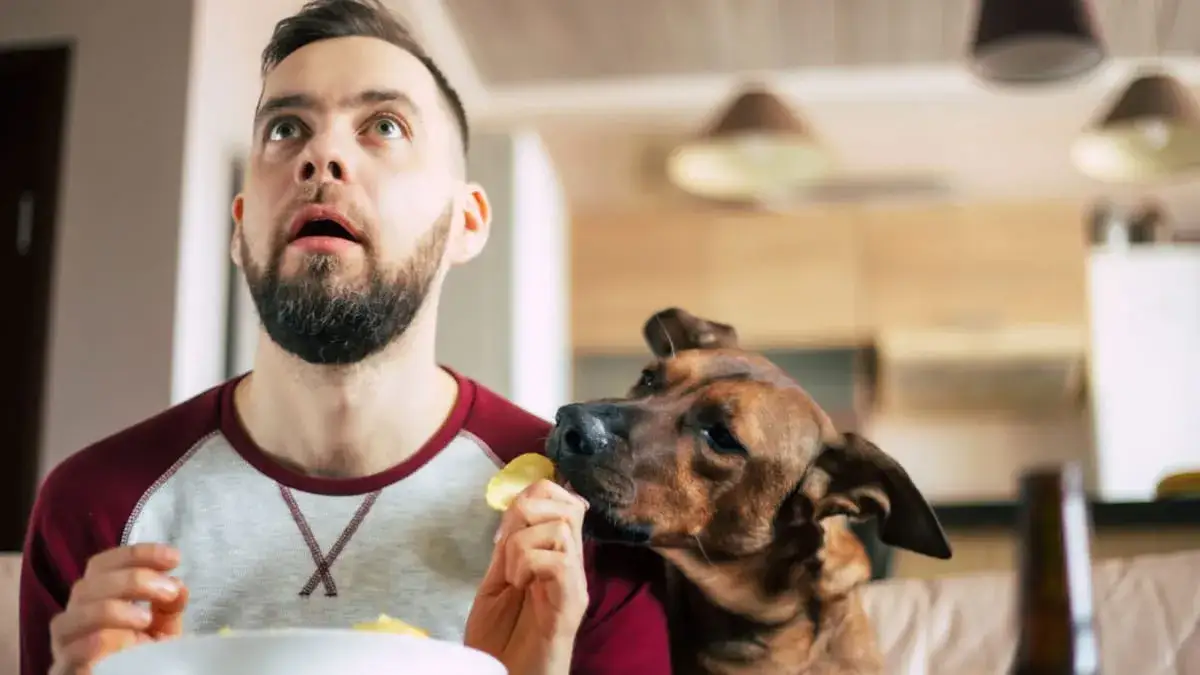 Czy pies może jeść chipsy? Sprawdź, dlaczego to niebezpieczne dla zdrowia.