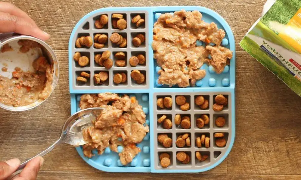 Mata do lizania: Bezpieczne smarowidła i kreatywne przepisy dla psa