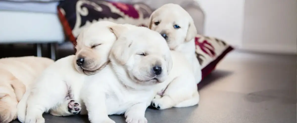 Do jakiego wieku pies jest szczeniakiem i jak to wpływa na jego rozwój