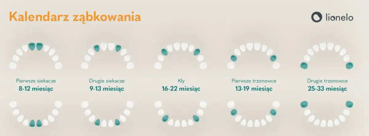 Ząbkowanie u niemowlaka: Ile trwa? Kalendarz, objawy i ulga!
