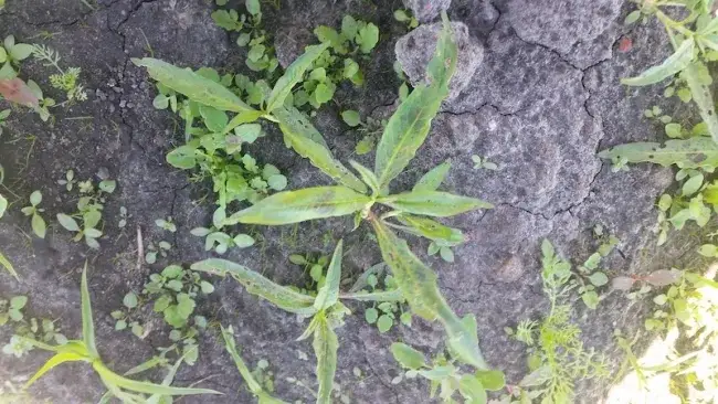 Jak skutecznie zwalczać rdest chwast i chronić plony przed stratami