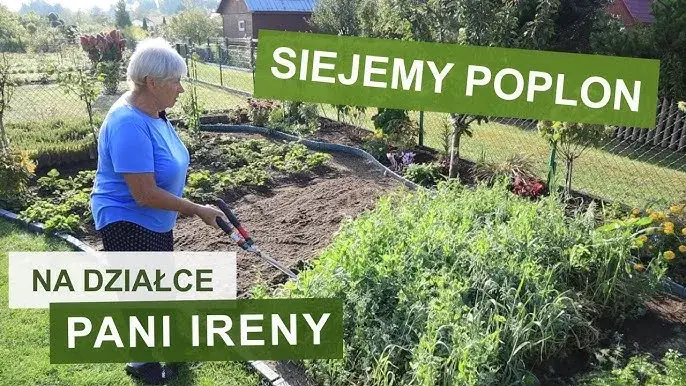 Jak siać żyto na poplon – uniknij najczęstszych błędów i zyskaj plony