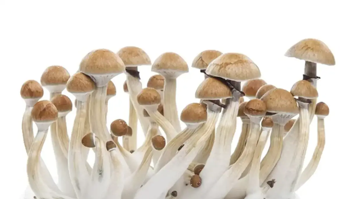 Zarodniki grzybów psylocybinowych: Legalne, ale... Poznaj ryzyko