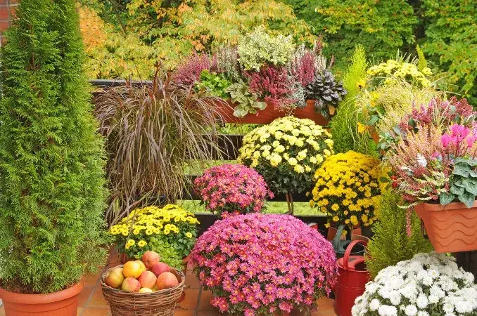 Sierpniowy taras: Jakie kwiaty wybrać i pielęgnować, by kwitły do jesieni?