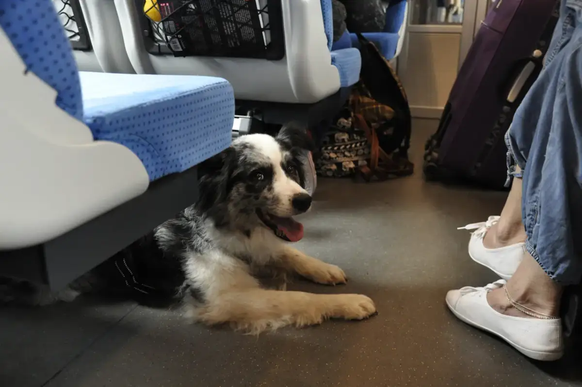 Czy pies może jechać pociągiem? Zasady i koszty podróży z pupilem