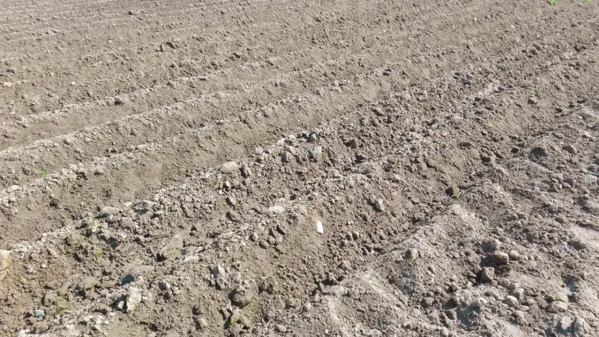 Kiedy sadzimy ziemniaki na działce? Oto najlepszy czas na sadzenie