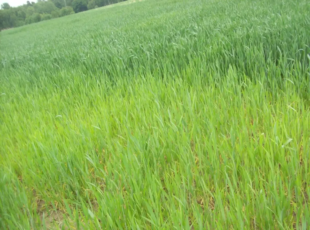 Jaki nawóz pod zboża ozime jesienią, aby uniknąć słabszych plonów?