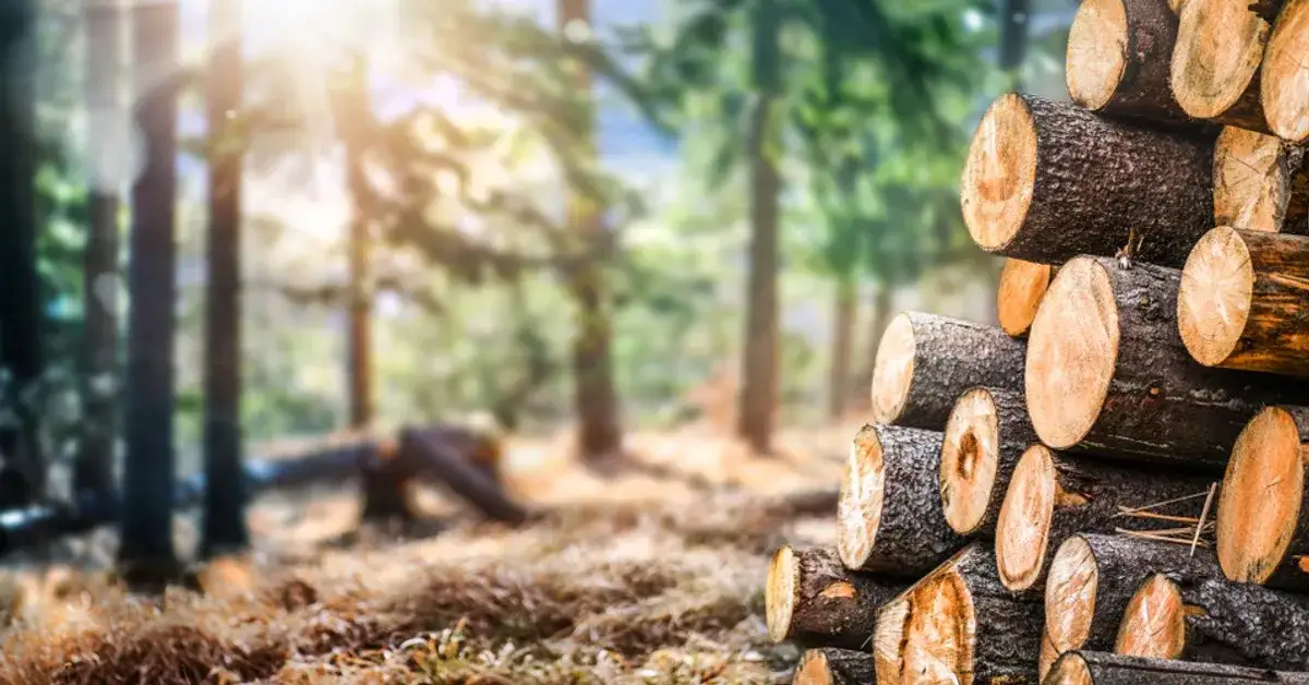 Jak wyciąć drzewo legalnie i bezpiecznie? Poradnik i przepisy