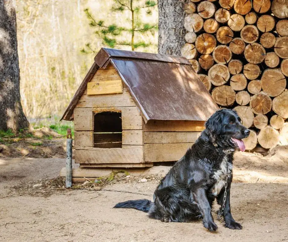 Ile powinien mieć łańcuch dla psa, aby zapewnić mu komfort?