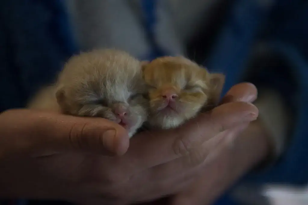 Jak karmić kotkę po porodzie, aby wspierać zdrowie i laktację