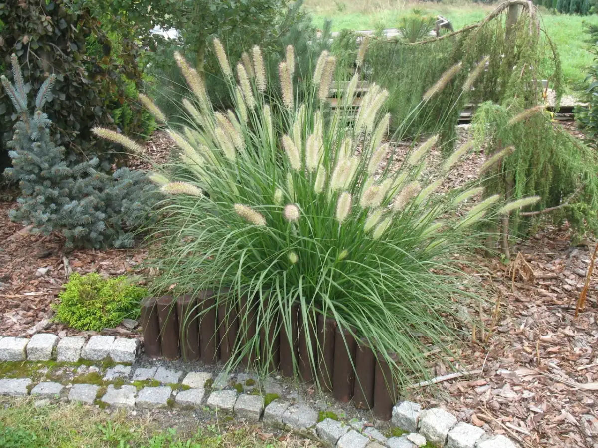 Kiedy sadzić trawy ozdobne? Wiosna czy jesień - poradnik