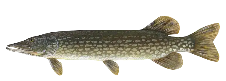 Jezioro Białokoskie – wędkarskie skarby i piękno natury w Sierakowie