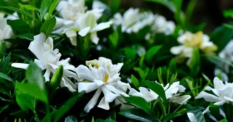 Jaki nawóz do gardenii, aby zapewnić im zdrowy wzrost i kwitnienie