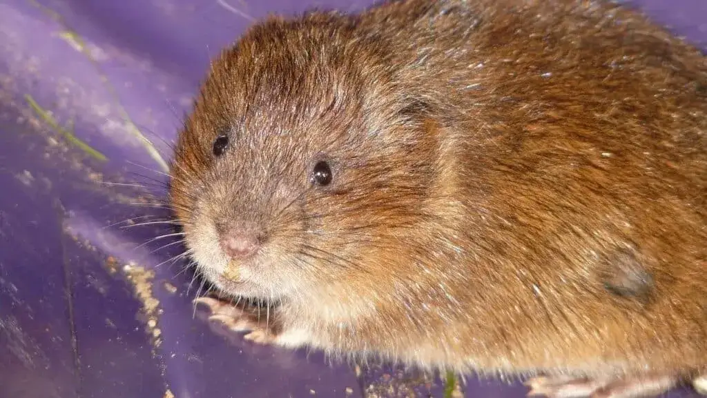 Skuteczne sposoby na pozbycie się nornicy z działki bez bólu