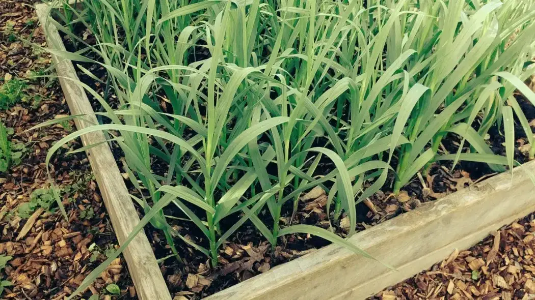 Co siać obok czosnku, aby zwiększyć plony i uniknąć szkodników