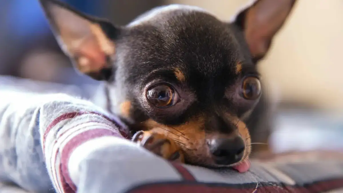 Cómo llora un perro y qué significa su llanto emocional