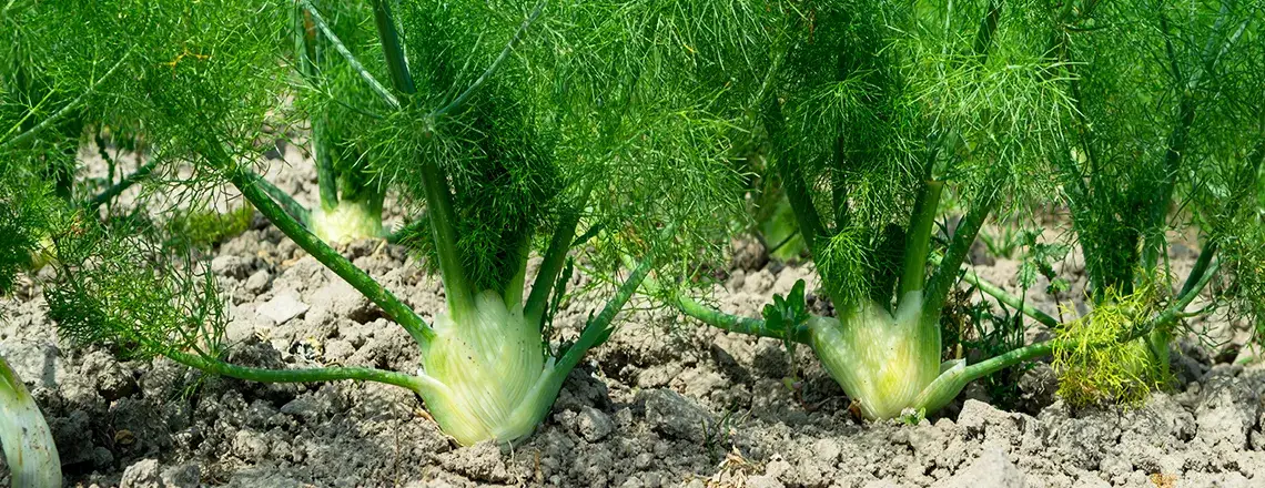 Jak uprawiać koper: proste sposoby na zdrowe zbiory przez lato