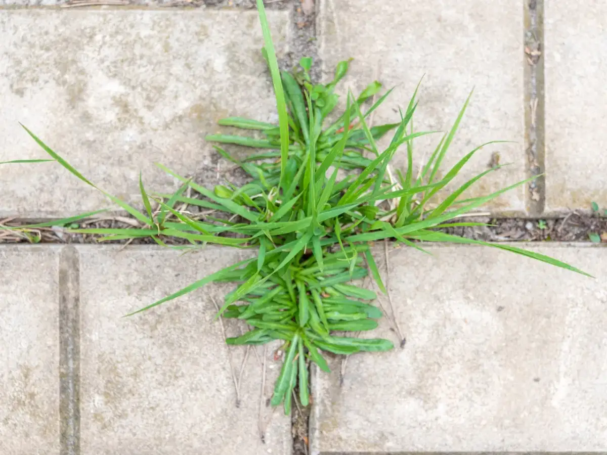 Zielona trawa wyrasta między szarymi płytkami kostki brukowej, symbolizując potrzebę usuwania chwastów z kostki brukowej.