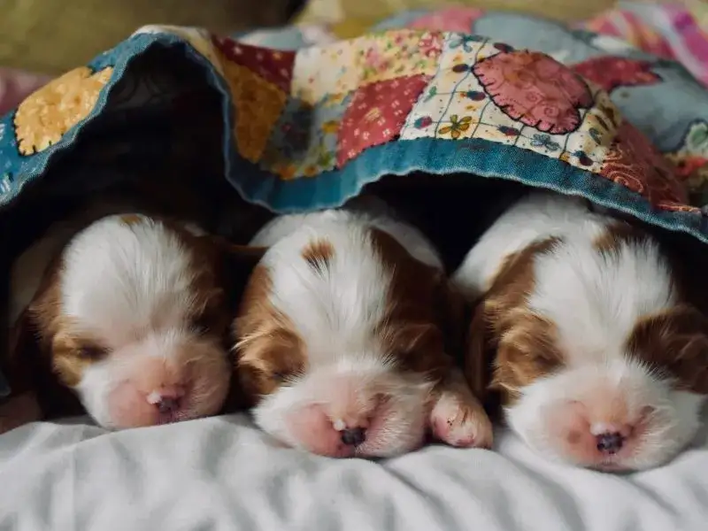 Por qué suspiran los perros y qué revela sobre su bienestar emocional