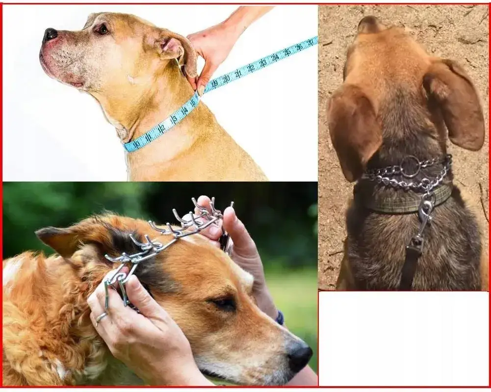 Jak zakładać kolczatkę dla psa, by uniknąć bólu i stresu?