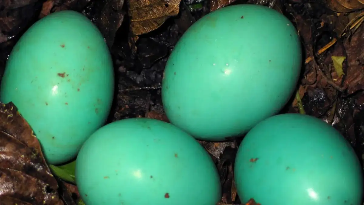 Cztery turkusowe jajka w gnieździe wśród liści.