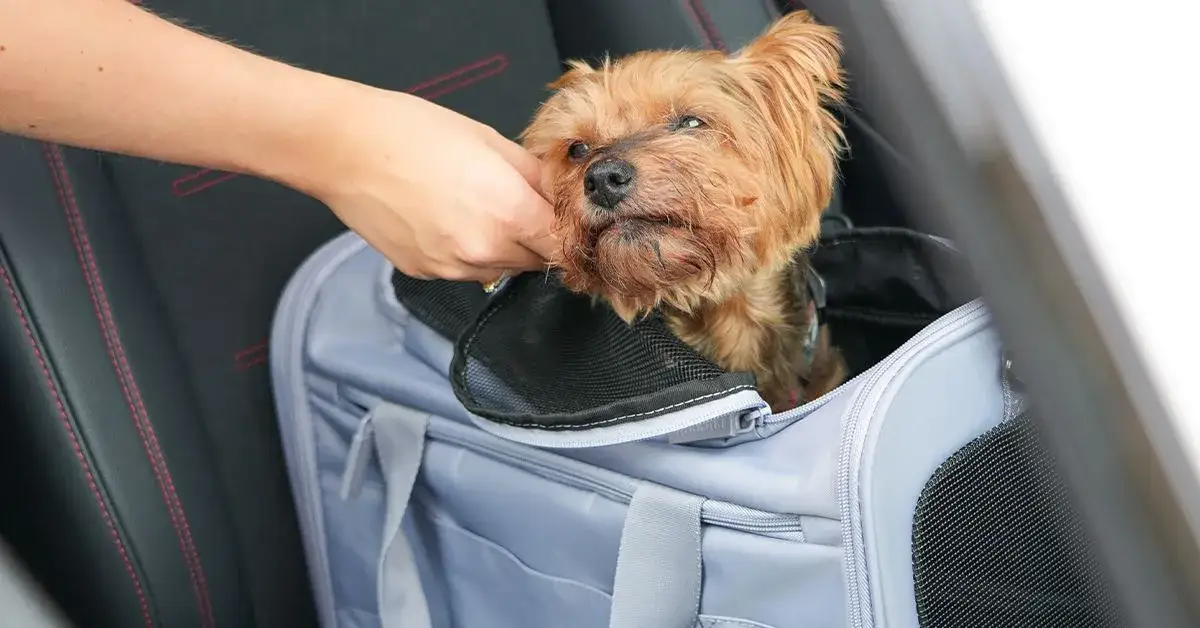 Czy Wizzair przewozi zwierzęta? Sprawdź zasady i wyjątki dla pupili