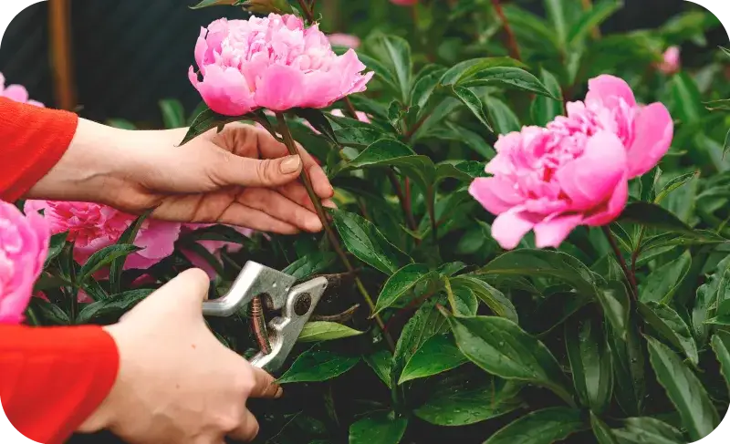 Kiedy kwitną piwonie w Polsce? Sezon, sadzenie i pielęgnacja