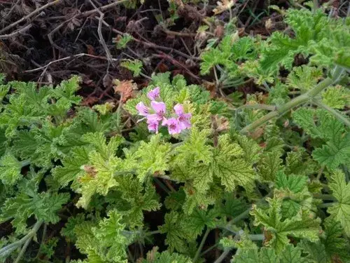 Pelargonia toksyczna dla psa? Objawy, pomoc, bezpieczny dom