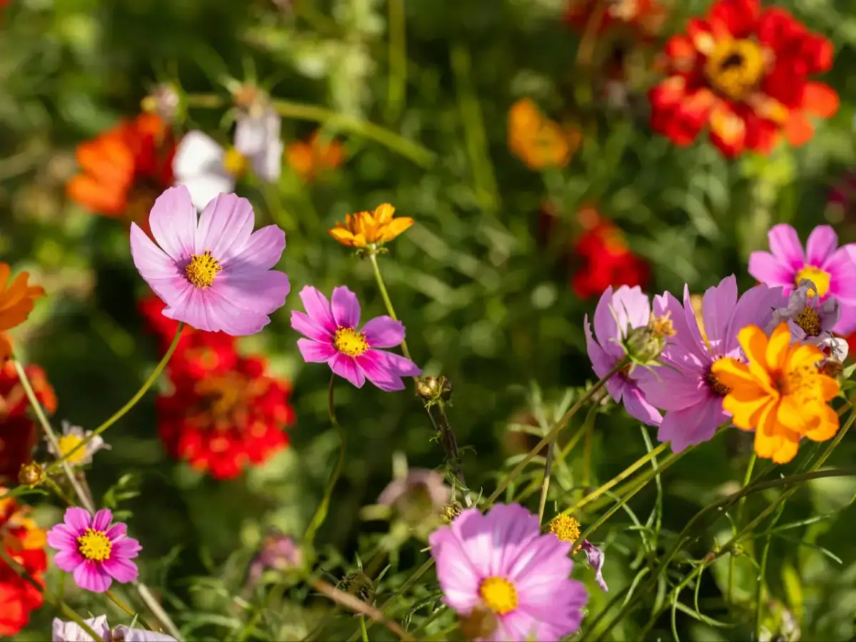 Kwiaty w marcu: Sadź je teraz! Praktyczny przewodnik