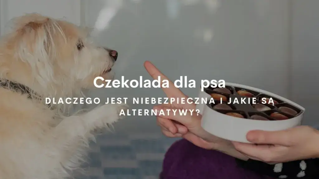 Czekolada trująca dla psa? Objawy, dawki i pierwsza pomoc!