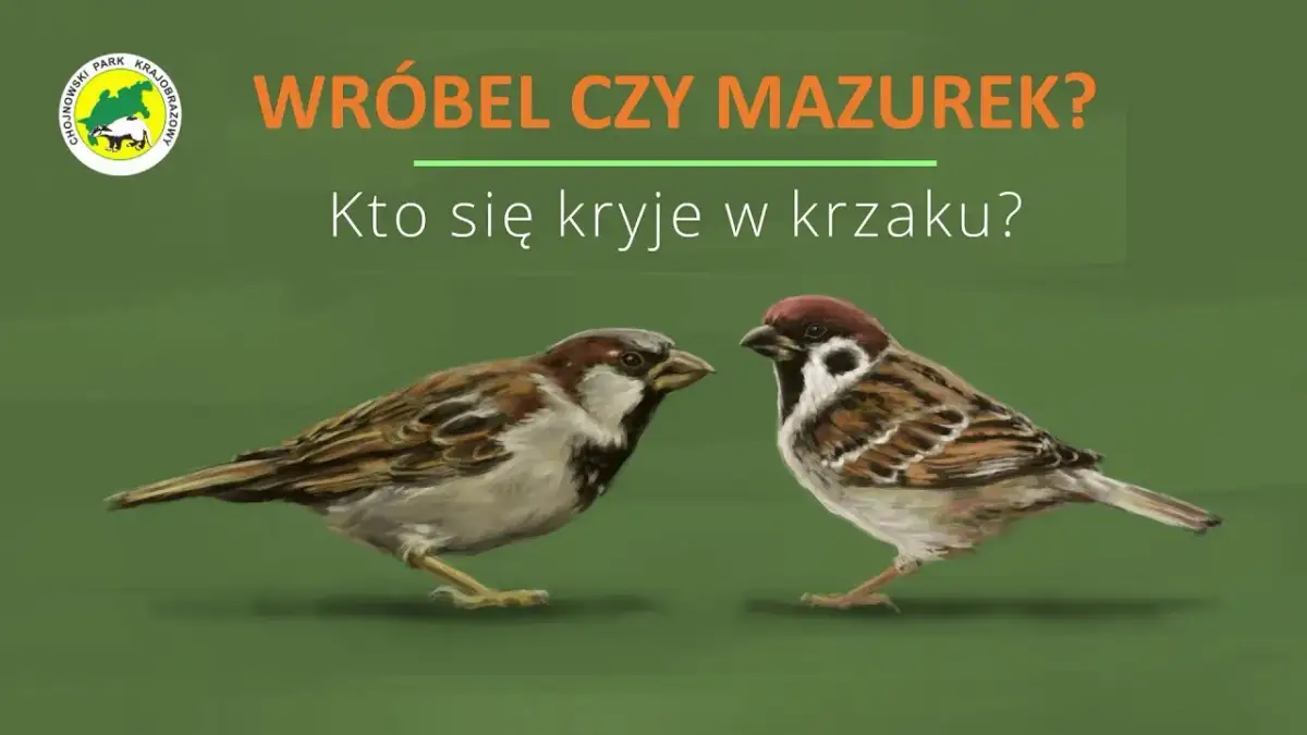 Mazurek czy wróbel? Rozpoznaj je po 3 cechach! Poradnik eksperta