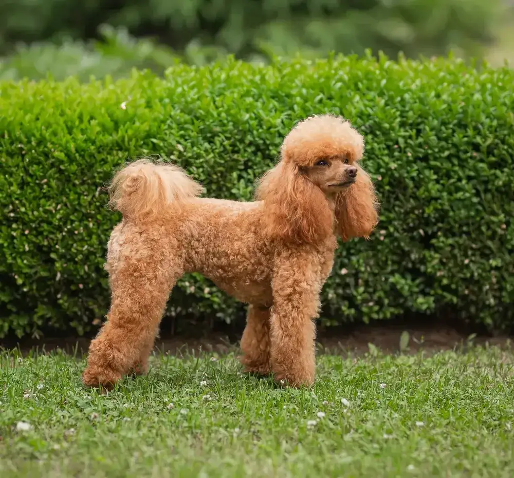 Pudel toy: włosy czy sierść? Poznaj różnice i pielęgnację