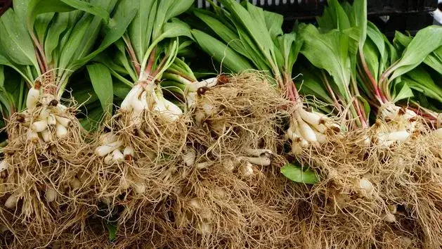 Kiedy sadzić czosnek niedźwiedzi, aby uniknąć nieudanych plonów?