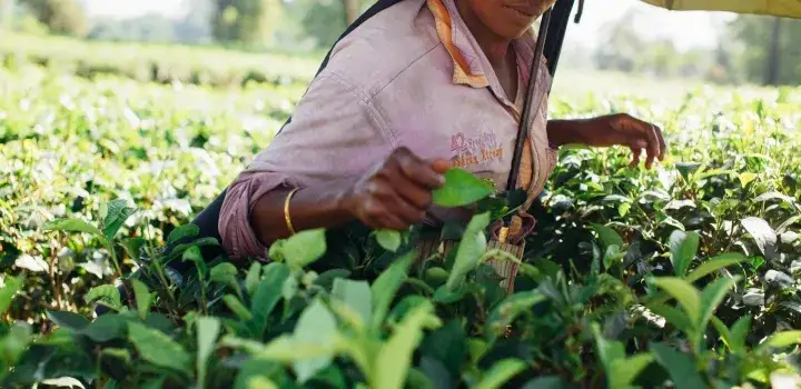 Herbata jak indyjski port – historia, smak i sekrety herbat z Indii
