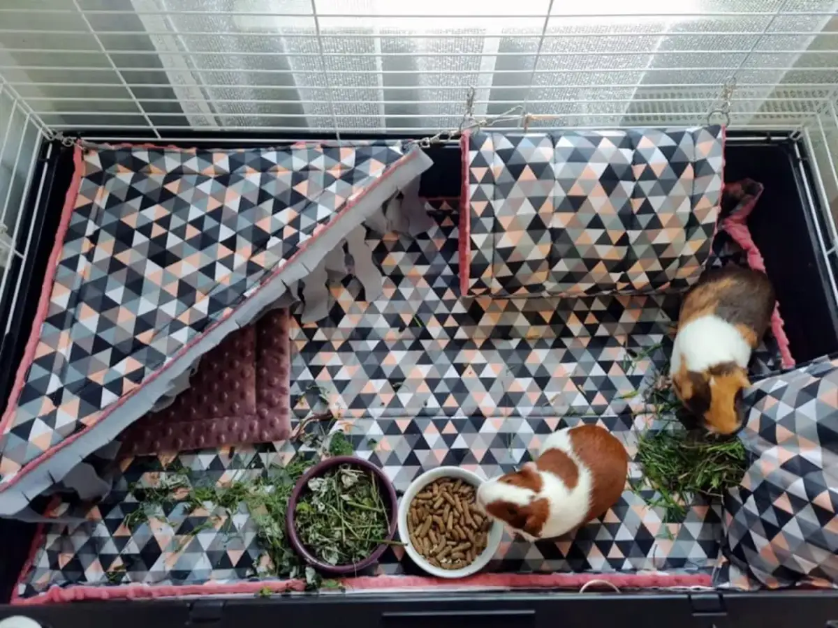 Najlepsze podłoże do klatki świnki morskiej - bezpieczne opcje