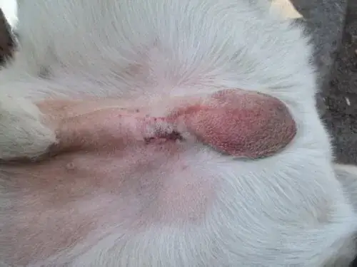 Koszt sedacji psa ("głupiego jasia") ile zapłacisz i co musisz wiedzieć?