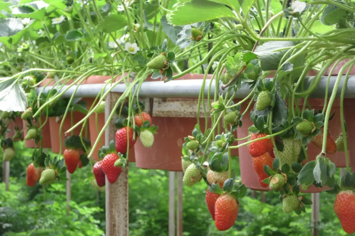 Truskawki dla papug: Pestki bezpieczne! Jak podawać zdrowo?