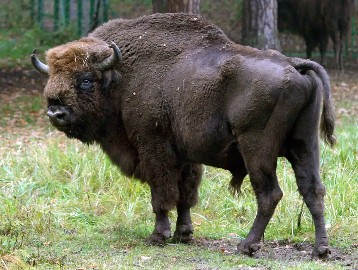 Jakie zwierzę jest symbolem Kampinoskiego Parku Narodowego? Oto odpowiedź