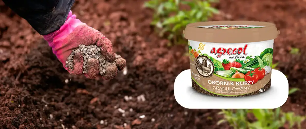 Nawóz kurzy czy bydlęcy - który wybór jest lepszy dla roślin?