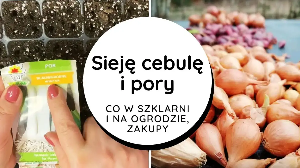 Jak siać cebulę z nasion - proste kroki do udanej uprawy