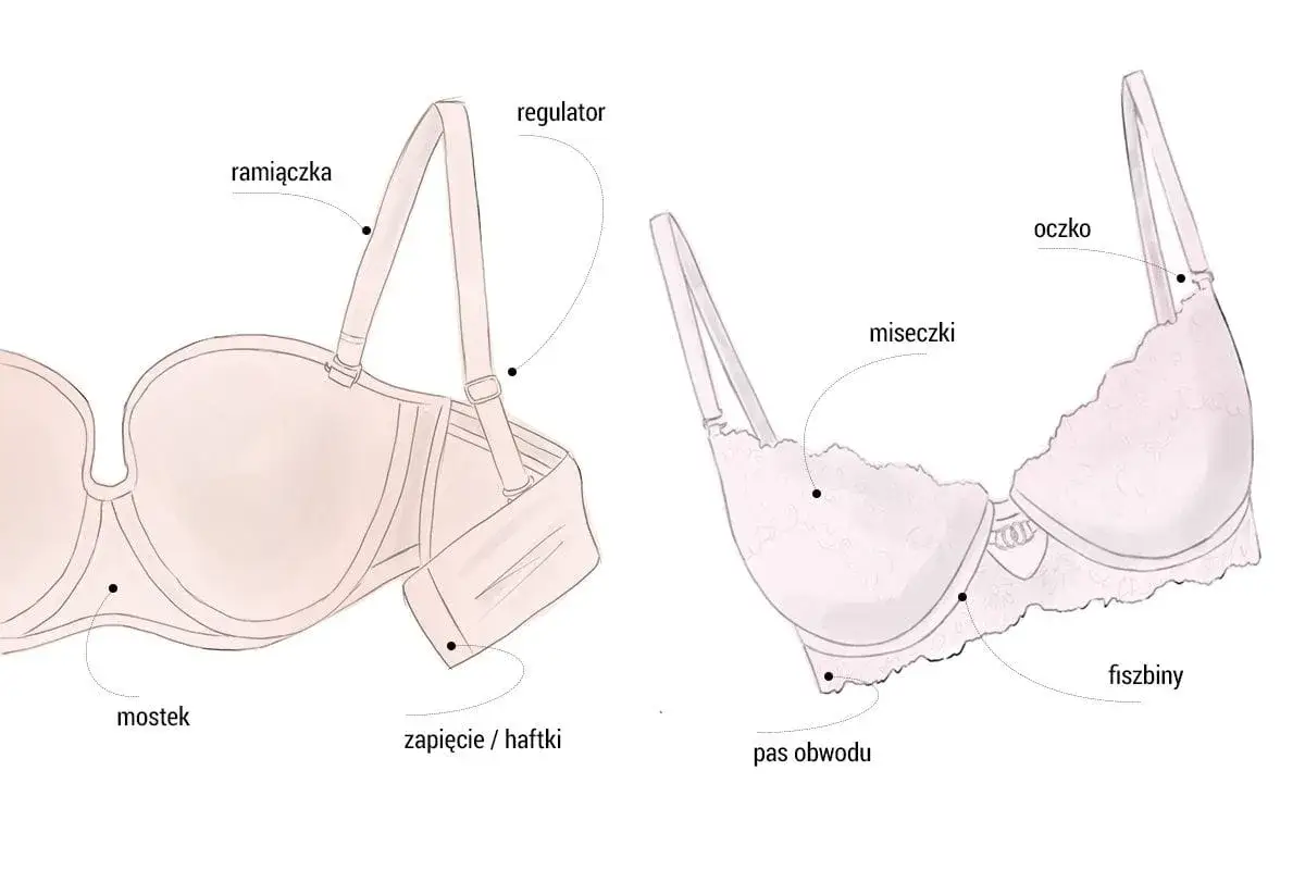 Ilustracja biustonoszy z oznaczeniami: miseczki, ramiączka, fiszbiny, zapięcie. Jaki to rozmiar miseczki DD?