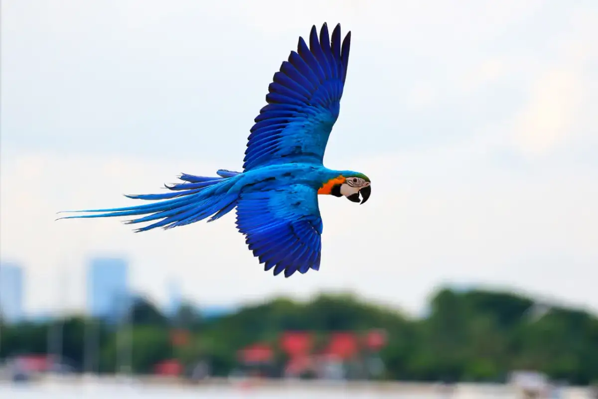 Wzrok papug: Czy widzą więcej niż my? Sekrety UV i barw